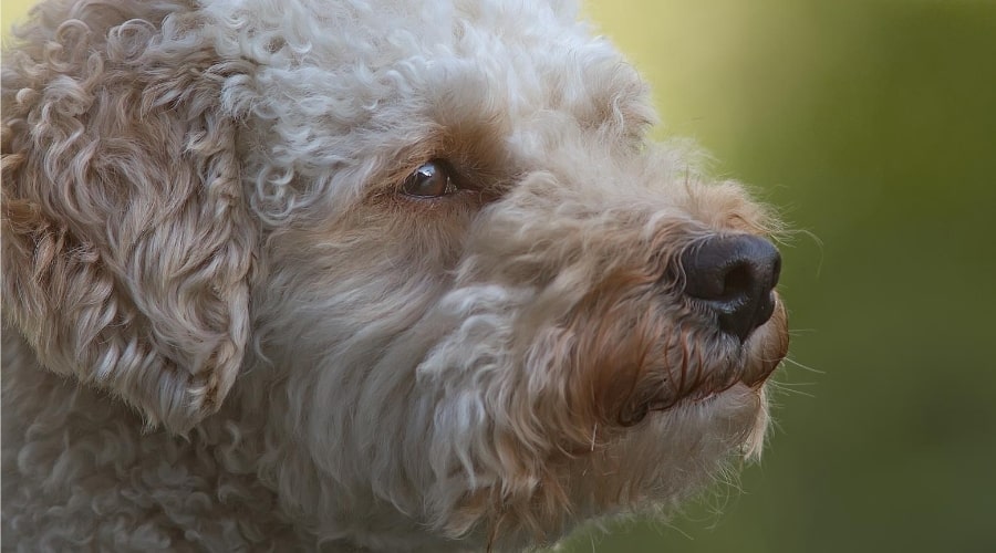 Cavapoo dog face up close