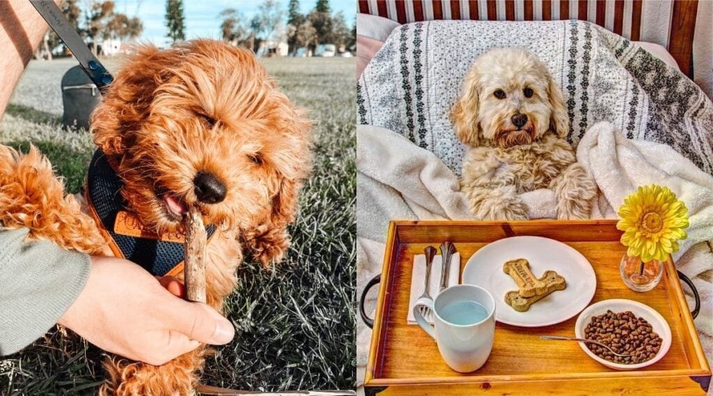 Cavapoo eating a stick and Cockapoofood in bed side by side