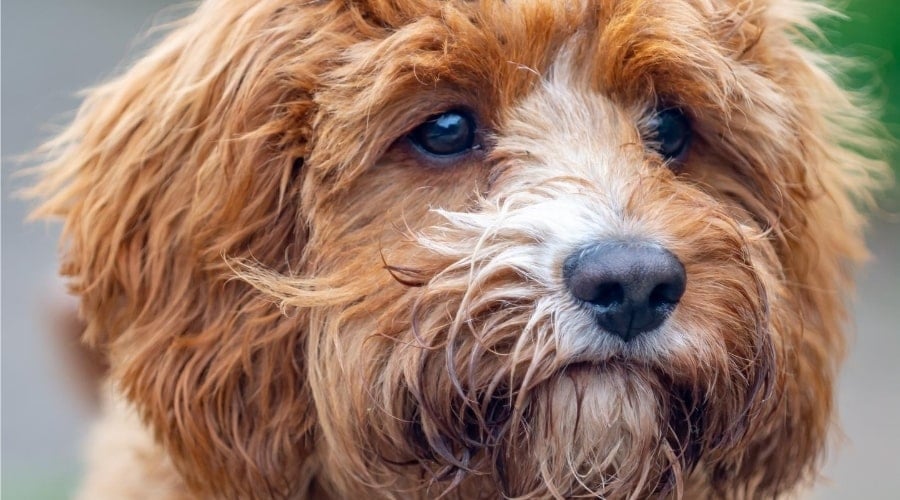 Cavapoo mixed breed outdoors