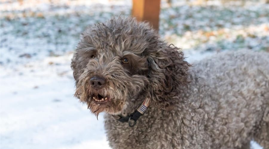 Cavapoo outside in the snow