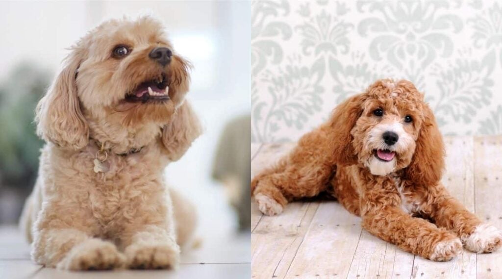 Cavapoo vs Cockapoo laying on ground side by side
