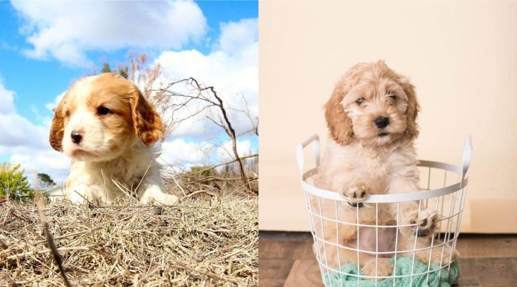 Cavapoo vs Cockapoo puppies side by side