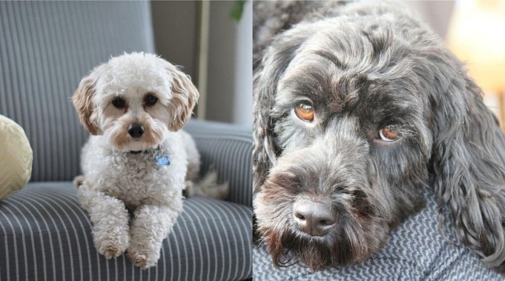 Cavapoo vs Cockapoo seniors laying down on grey sofas side by side