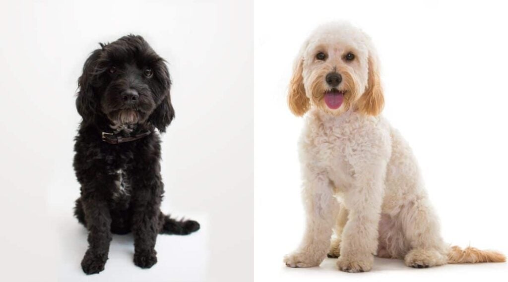 Cavapoo vs Cockapoo sitting on white backgrounds side by side