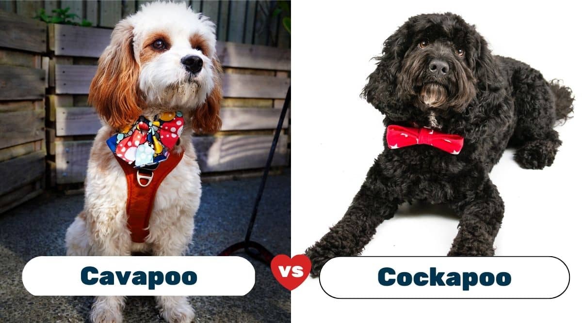 Cavapoo vs Cockapoo sitting side by side with bowties on