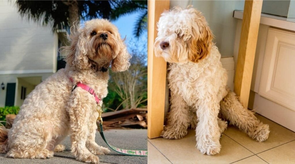 Cavapoo vs Cockapoo training side by side