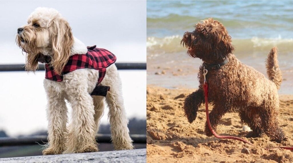 Cavapoo vs Cockapoo wet outside side by side