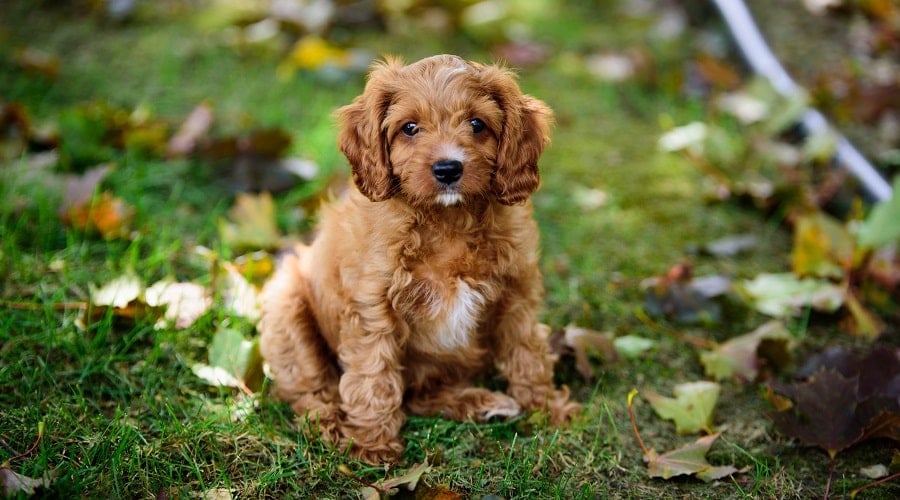 Cavapoo