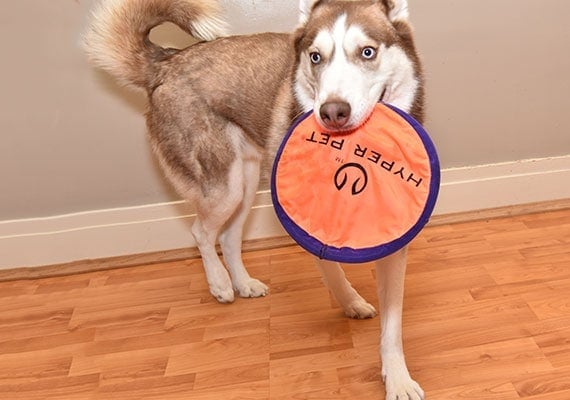 Ceaser the Husky holding Hyper Pet Flippy Flopper Frisbee in mouth.