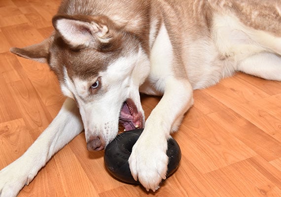 Ceaser the Husky playing with Goughnuts MaXX Chew Toy.