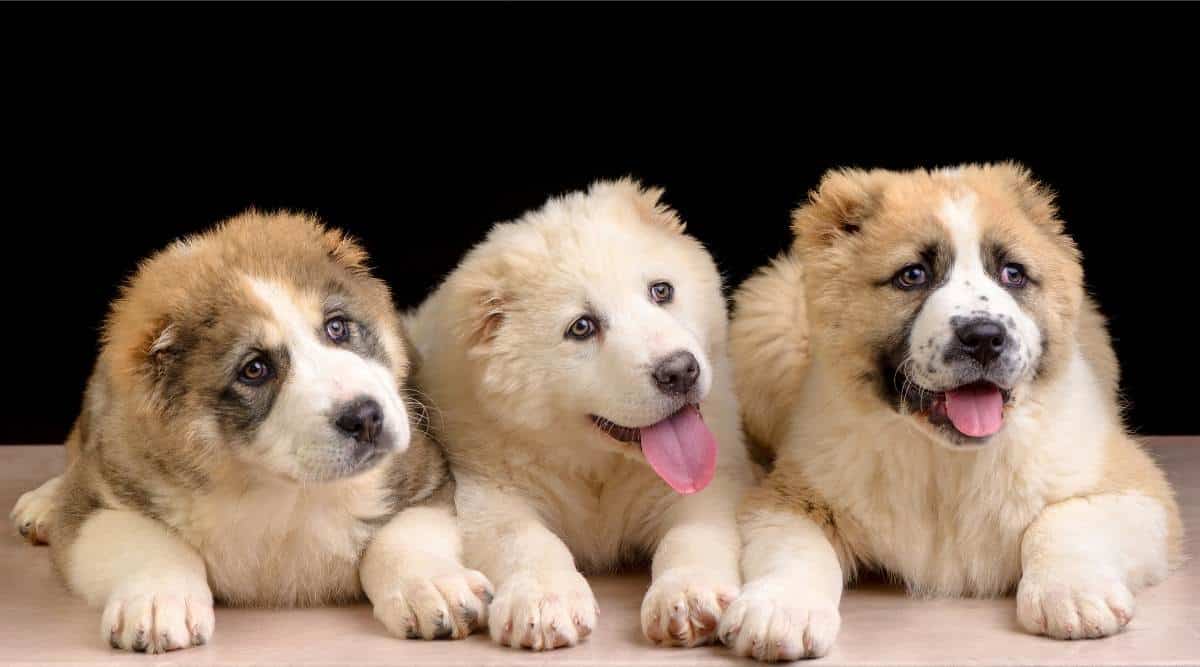three curious puppy of Central Asia Shepherd lie on a light plane on a black background
