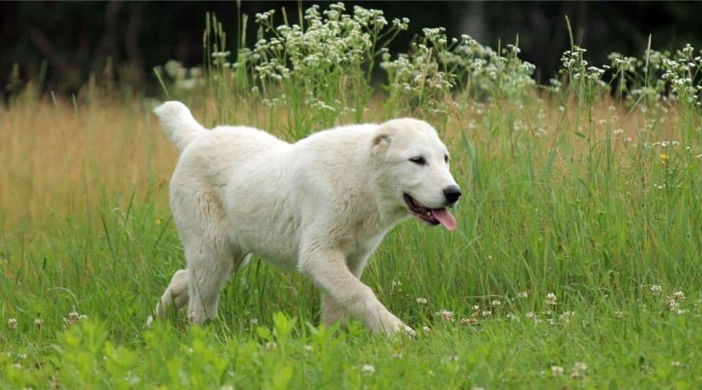 Central Asian Shepherd
