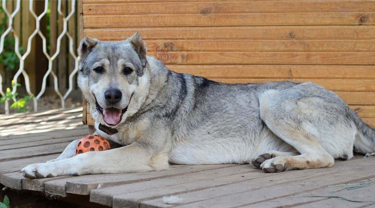 Big dog central asian shepherd dog lying near his home with toy