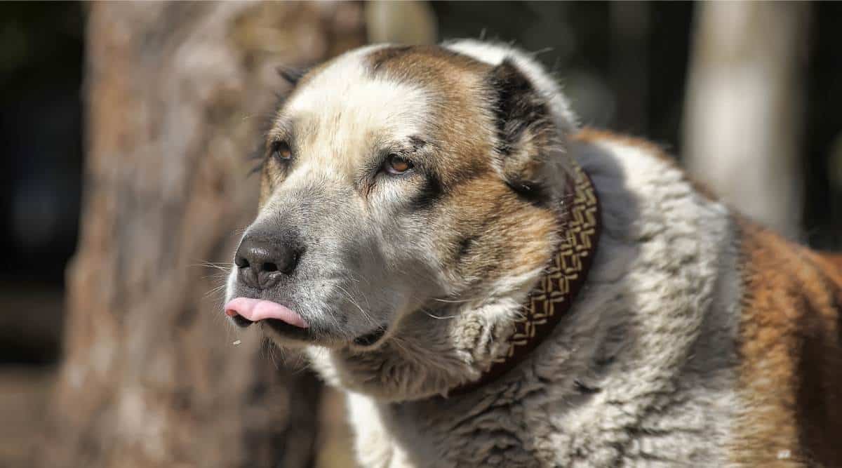 Old Central Asian Shepherd Dog with a wound on his side