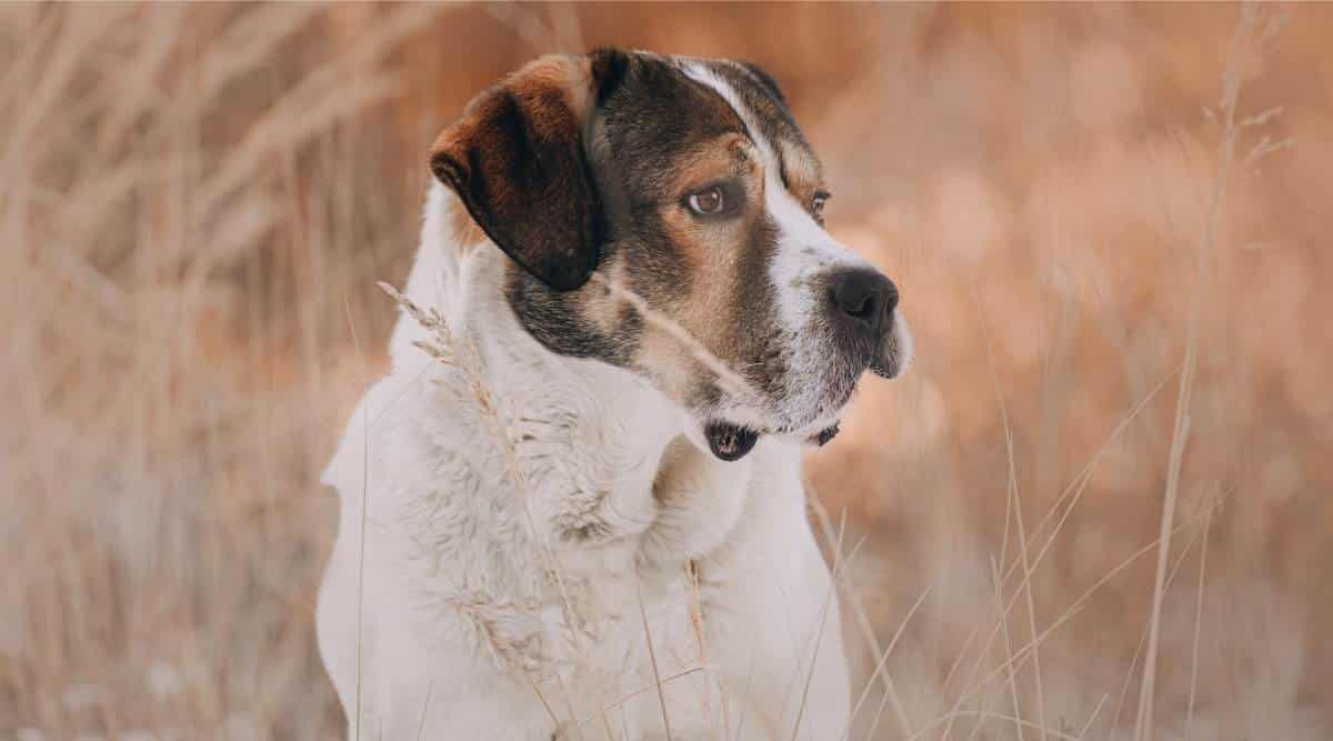 Asian Shepherd Dog - winter outside in field