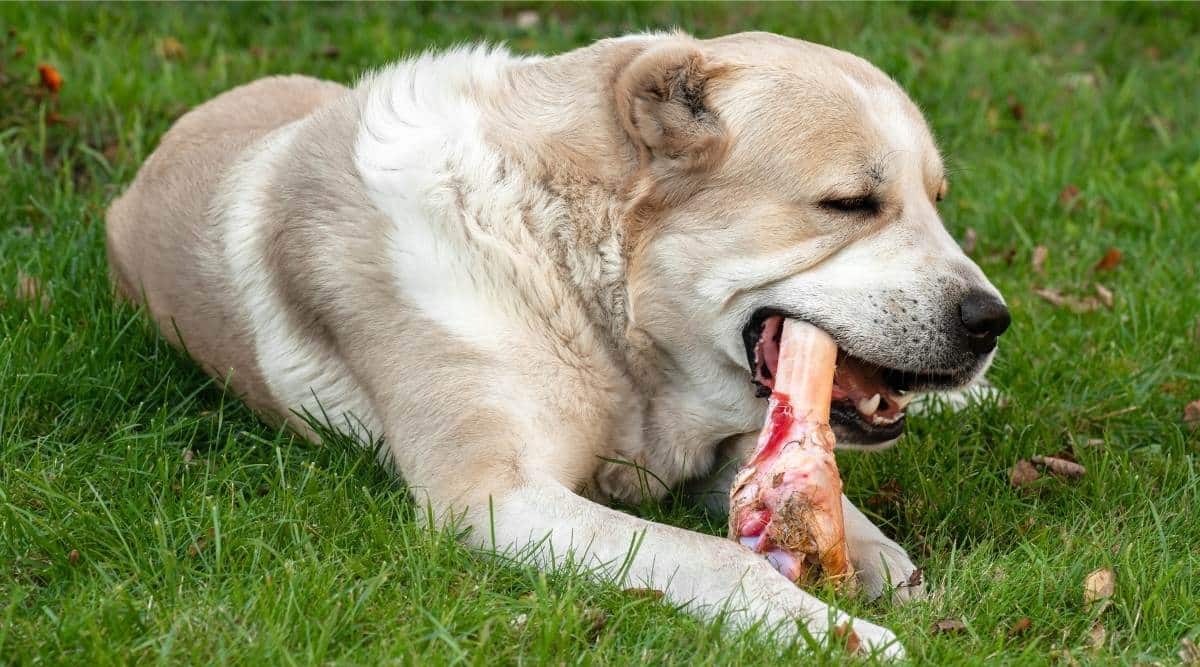 Central Asian Shepherd Dog alabai laying eating big bone on meadow summer time