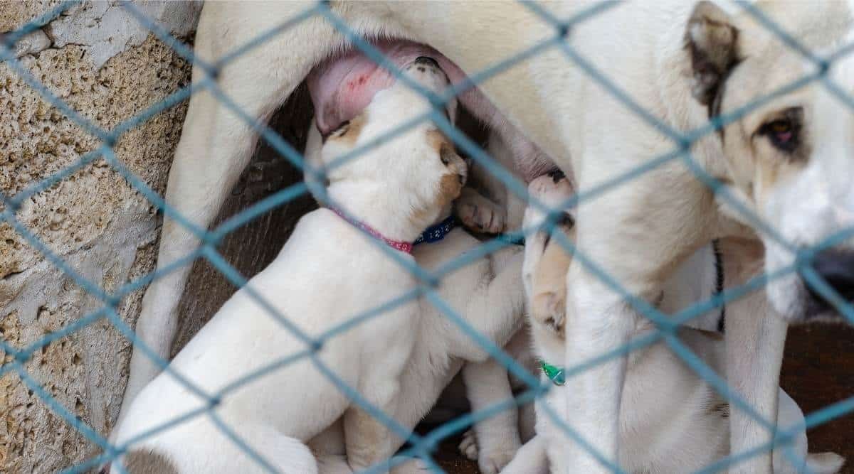 Rescue Central Asian shepherd puppies suckling on breast milk