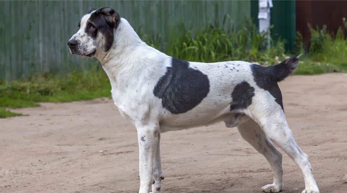 Central Asian Shepherd Dog standing tall outside
