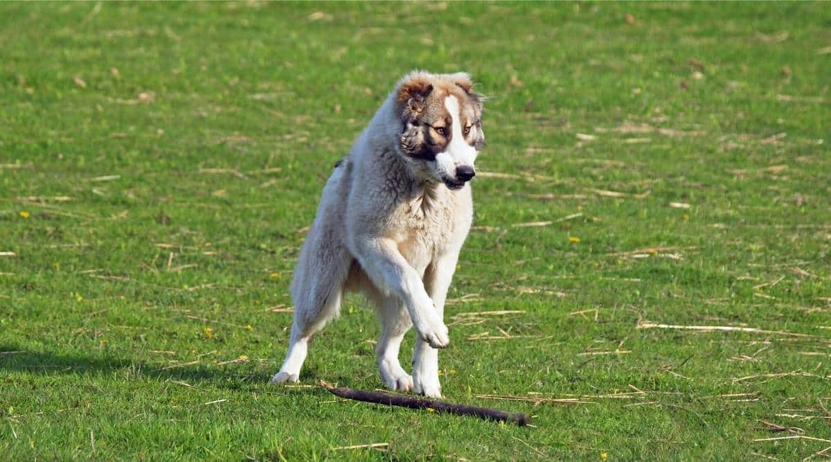 The young Central Asian Shepherd dog plays in a grass with a stick