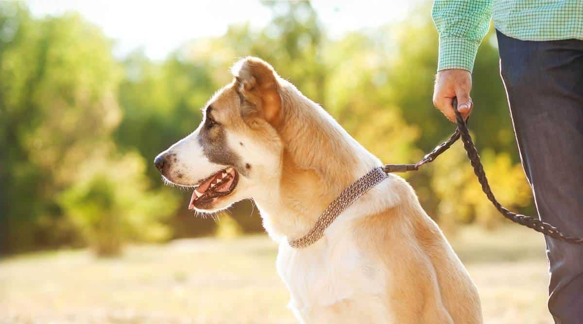 Man and central Asian shepherd walk in the park with the dog on the leash.