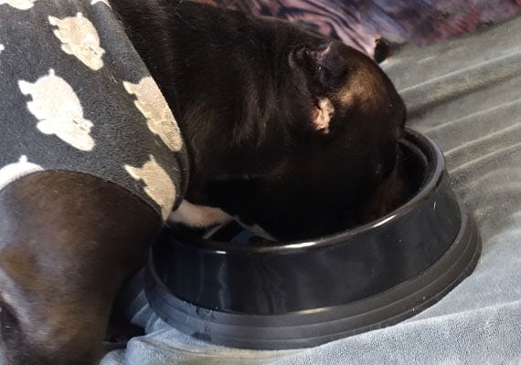 Champ, the flat-faced Bulldog eating from JW Skid Stop top-rated plastic dog bowl