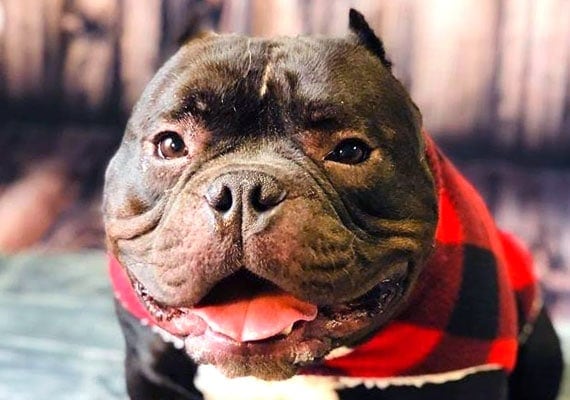 Champ, the American Bulldog mix, no-spill dog bowl tester