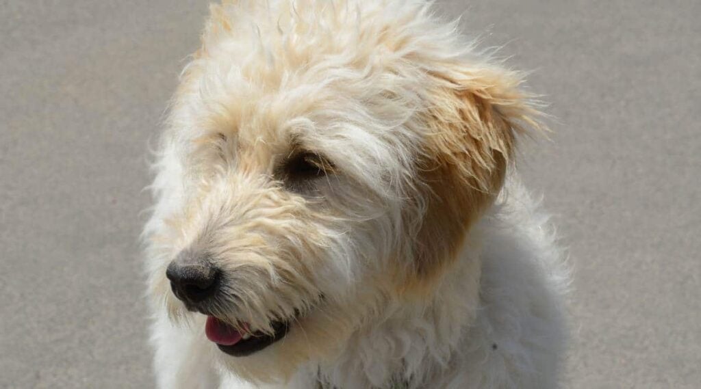 Champagne Goldendoodle looking to the side.