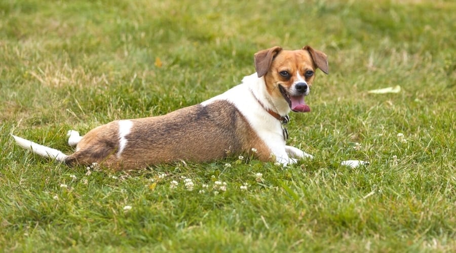 Cheagle Laying in Grass