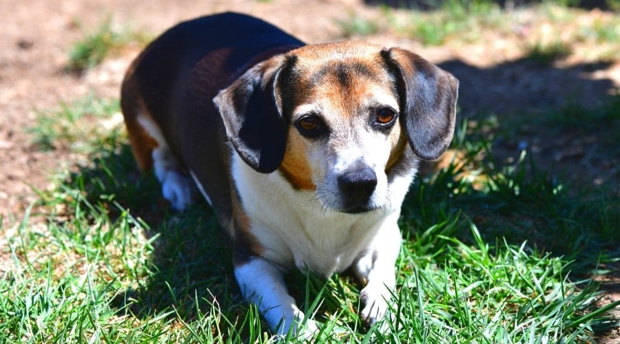 Cheagle Laying in Sun