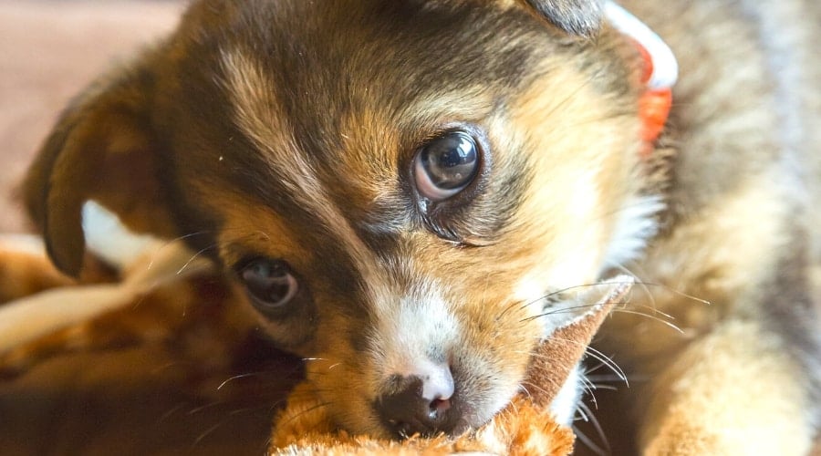 Cheagle Puppy