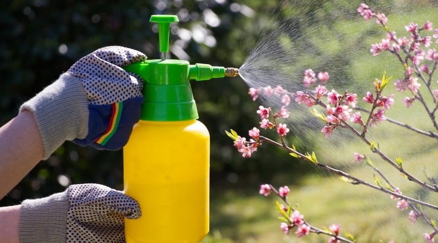 Cherry Blossoms Being Sprayed With Chemicals
