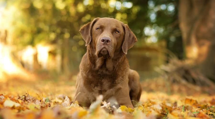 Chesapeake Bay Retriever sitting outside.