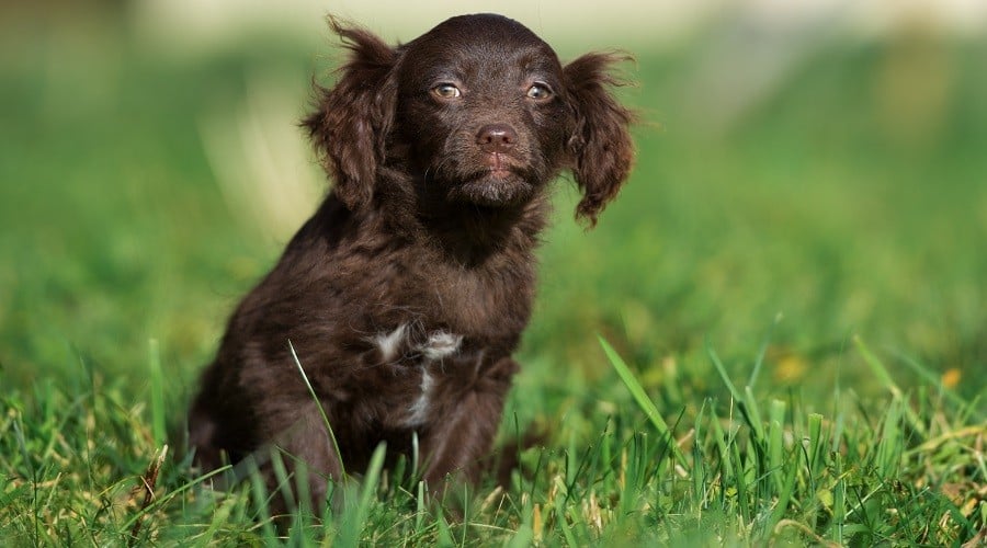 Chi-spaniel