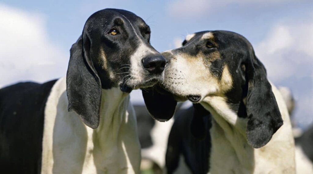 Two Chien Francais Blanc Et Noir touching snouts close up shot