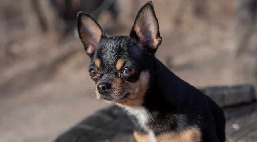 Chihuahua