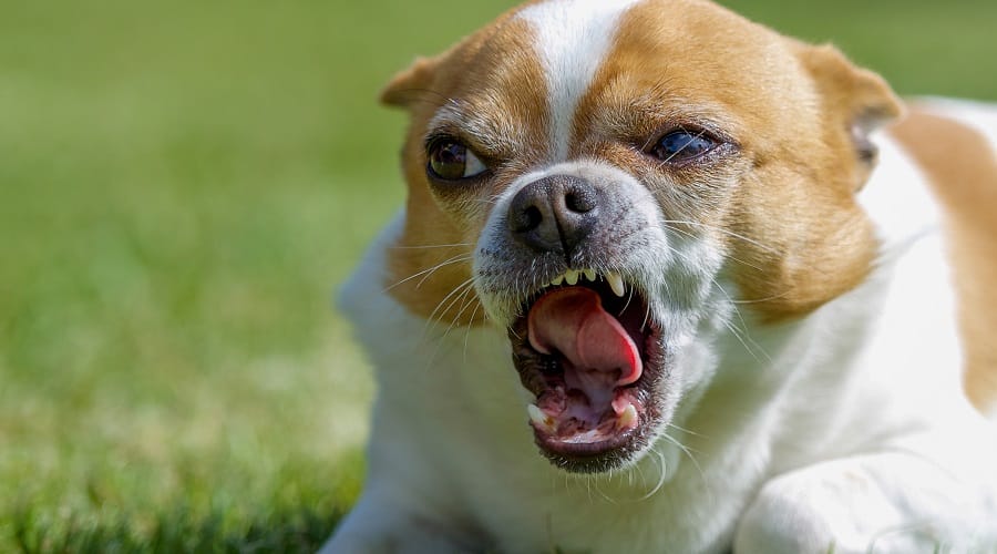 Chihuahua Angry
