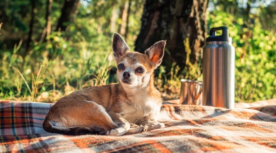 Chihuahua Beagle Mix on Blanket