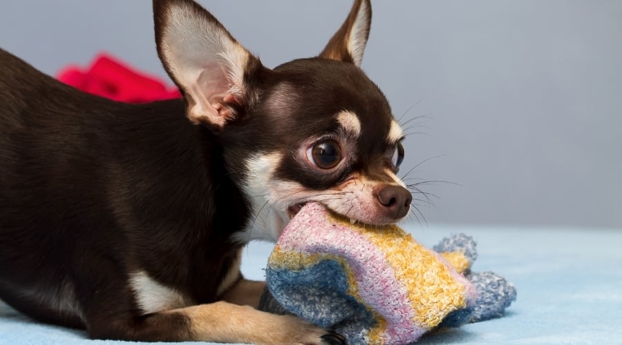 Chihuahua Chewing on Knitted Item