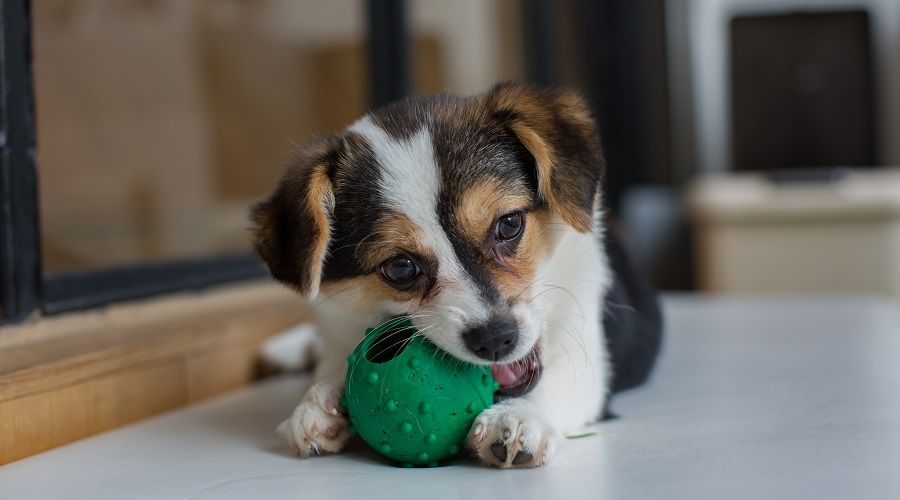 Chihuahua Corgi Mix