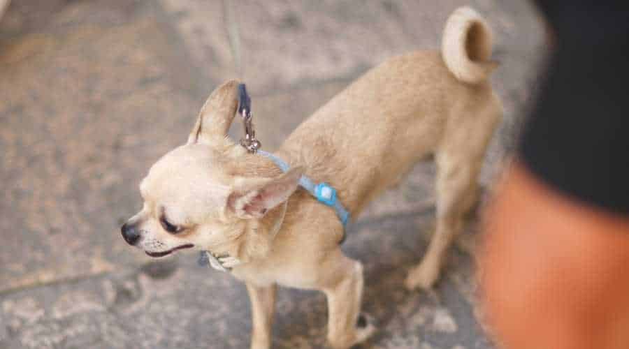 Chihuahua Curly Tail