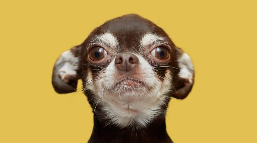 Chihuahua Dog Yellow Background