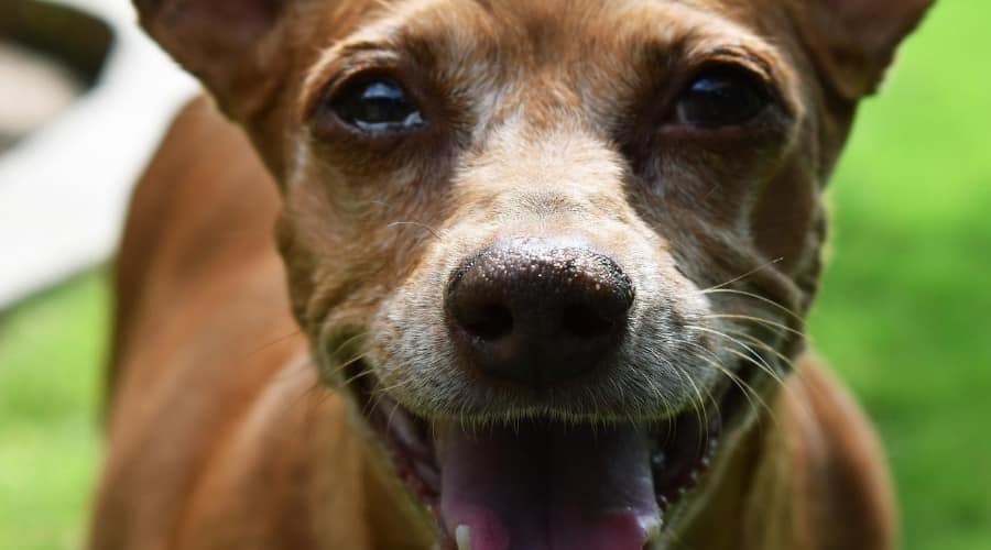 Chihuahua Doxie needing groomed