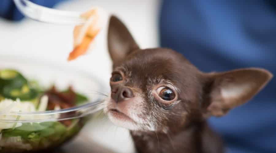 Chihuahua Eating Shrimp