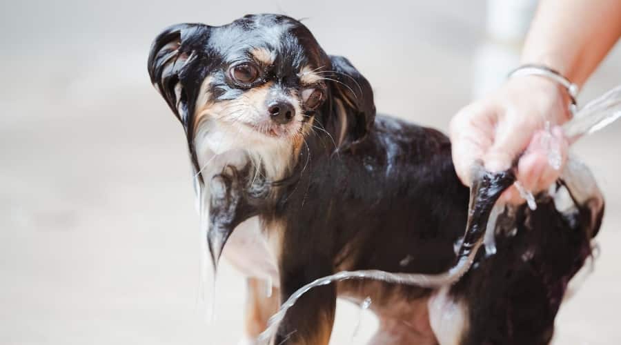 Chihuahua Getting Bathed Outdoors