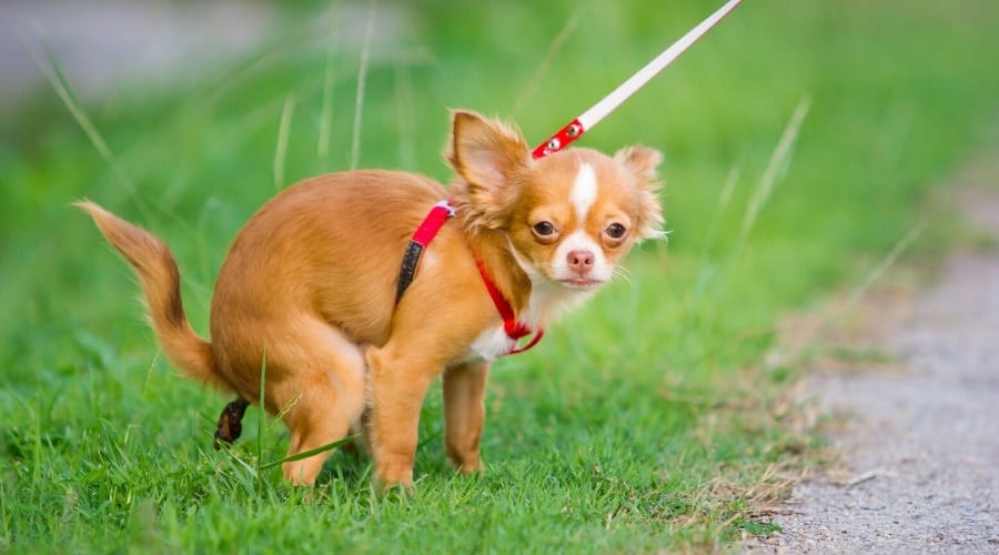 Cute dog pooping in grass.