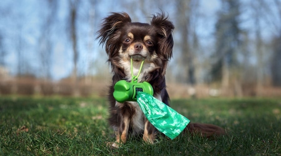 Chihuahua holding poop bag holder in mouth.