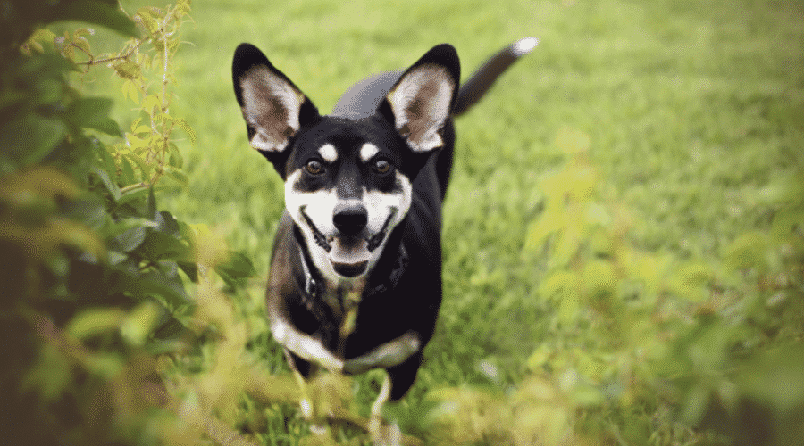 Chihuahua Husky Mix in grass