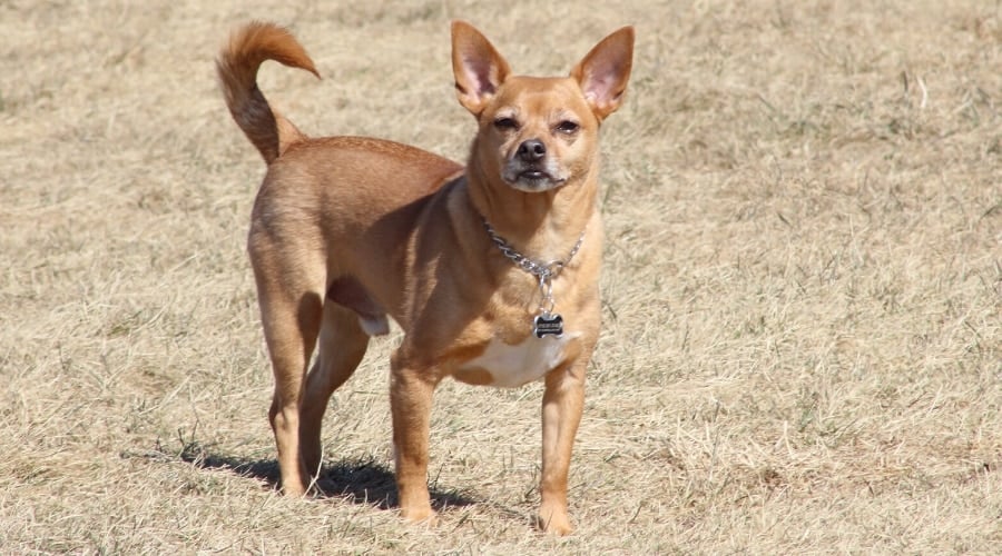 Chihuahua Lab mix in Field