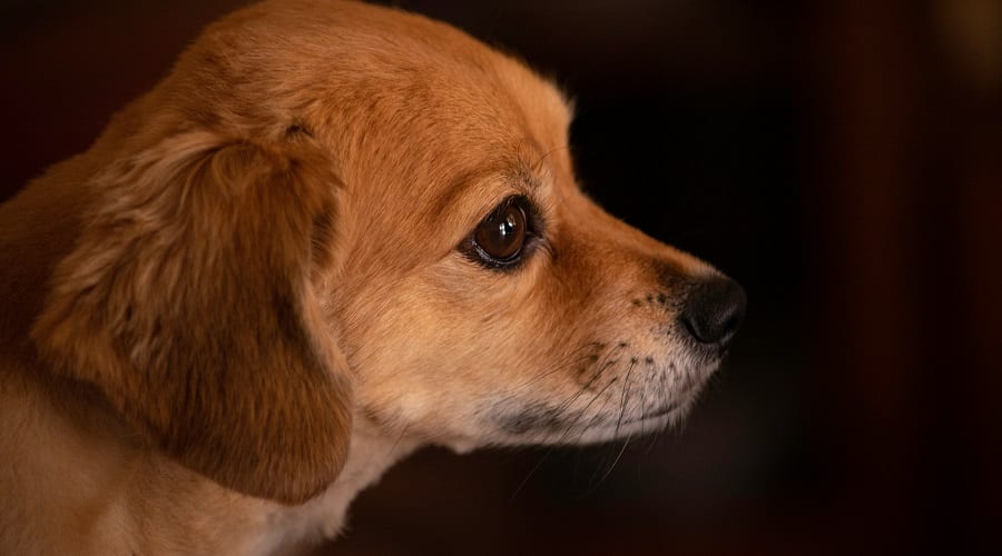 Chihuahua Lab puppy