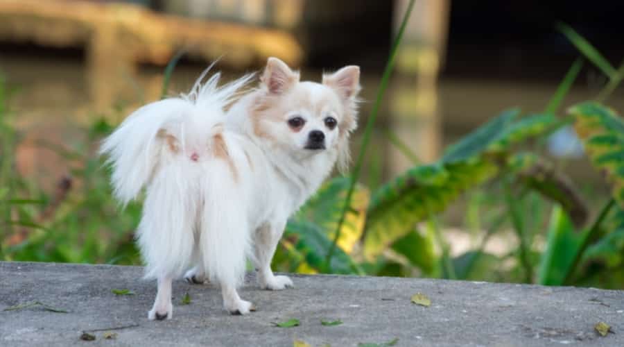Chihuahua looking back at the camera.